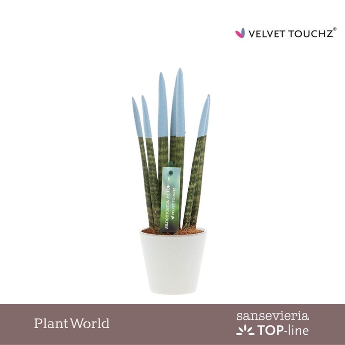 <h4>Sansevieria VELVET TOUCHZ® Pastel Blauw In Rotterdam keramiek</h4>