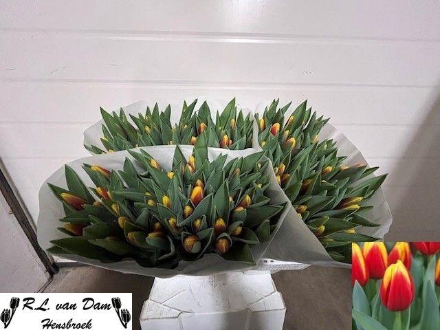 <h4>Tu En Andre Citroen</h4>