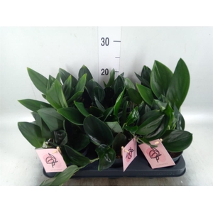 Scindapsus treubii 'Dark Form'