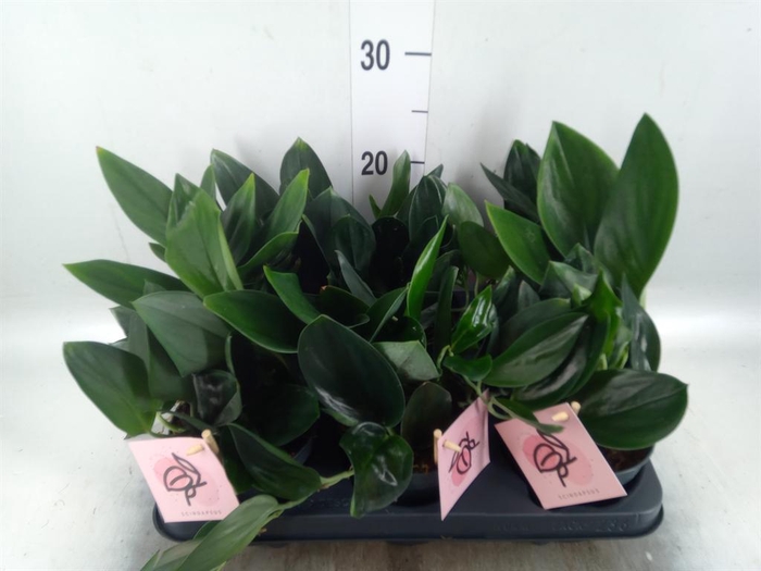 <h4>Scindapsus treubii 'Dark Form'</h4>
