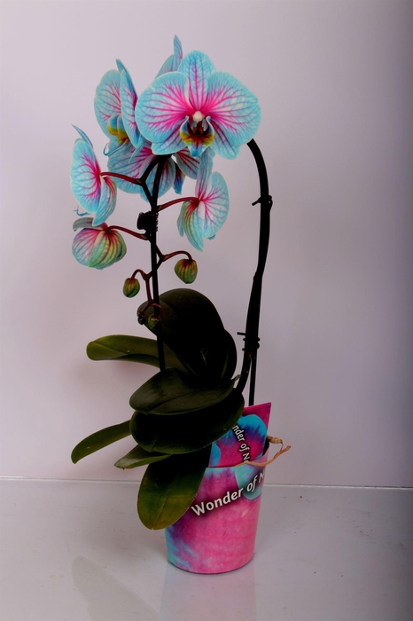 <h4>PHALAENOPSIS ... CASCADE 1 SPIKE</h4>
