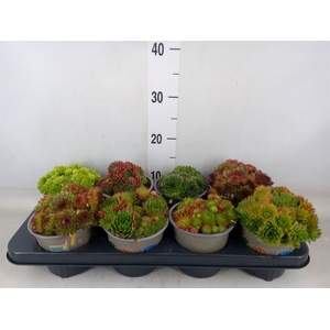 Sempervivum   ...mix