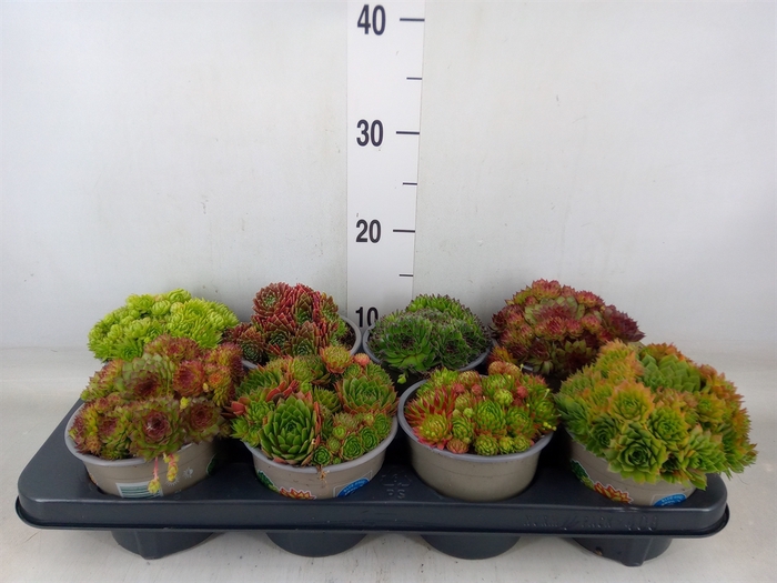 <h4>Sempervivum   ...mix</h4>