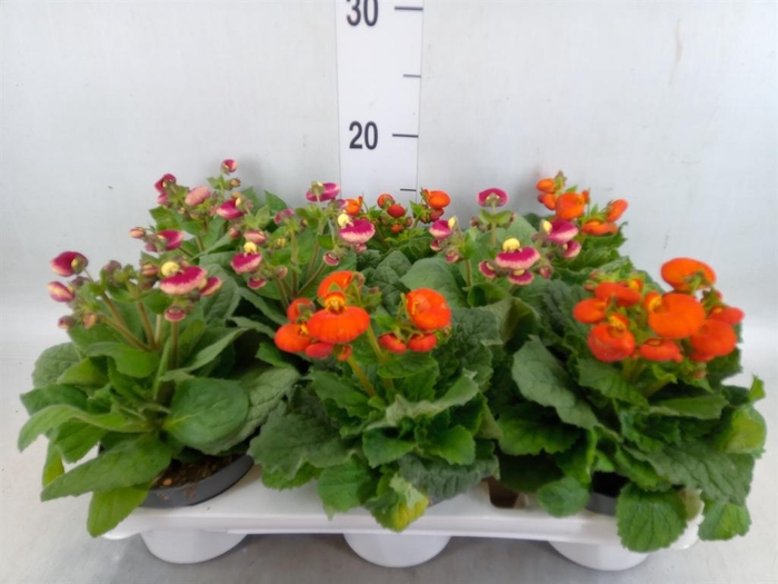 <h4>Calceolaria   ...</h4>