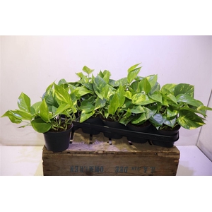 Epipr Aureum