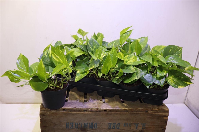 Epipr Aureum