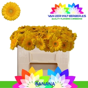 GE MI BANANA