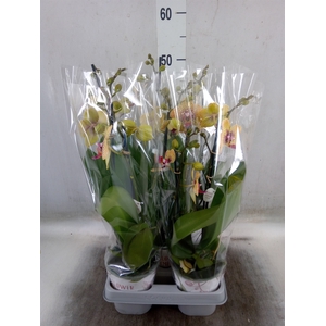 Phalaenopsis   ...mix