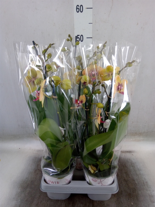 <h4>Phalaenopsis   ...mix</h4>