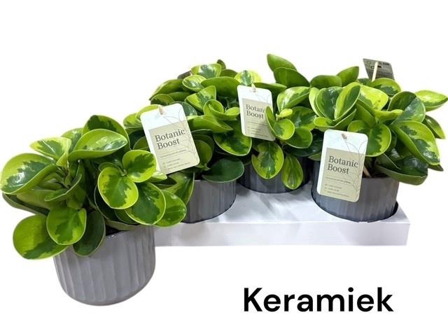 <h4>PEP OBT OBTIPAN</h4>