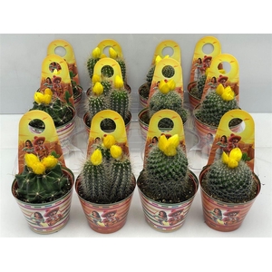 Cactus gemengd