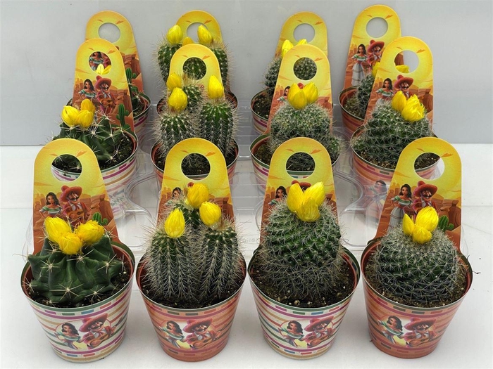 <h4>Cactus gemengd</h4>