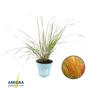 Stipa Arundinacea 