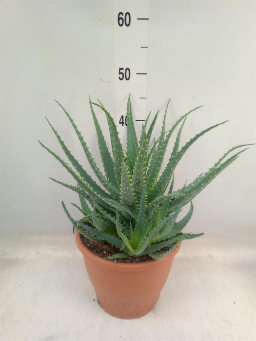 <h4>Aloe arborescens</h4>