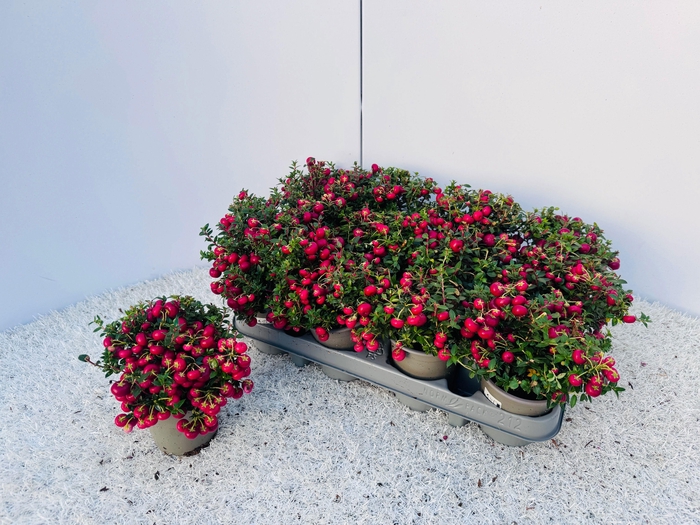 <h4>Gaulth Mucronata</h4>