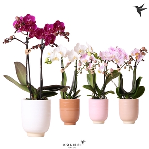 Kolibri Orchids Phalaenopsis mix 2 spike in Glazed pot mix