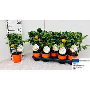CITR MICROCARPA