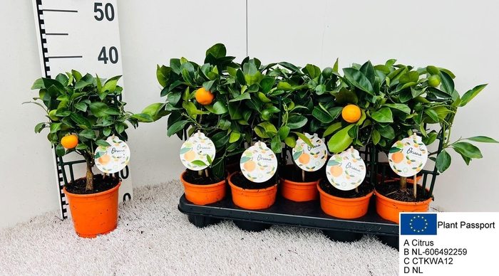 <h4>CITR MICROCARPA</h4>