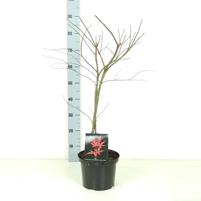 <h4>Acer palmatum 'Garnet' P23 Full CC</h4>