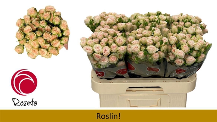 <h4>R Tr Roslin!</h4>