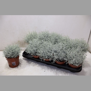 Leucoph Brownii