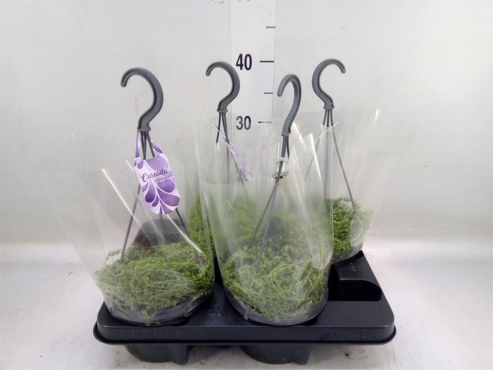 <h4>Senecio rowleyanus</h4>