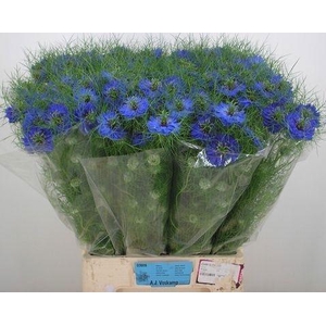 NIGE D DEEP SEA BLUE