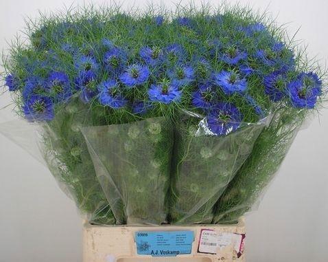 <h4>NIGE D DEEP SEA BLUE</h4>