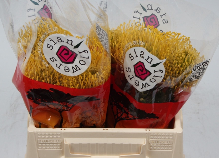 <h4>LEUCO CO HIGH GOLD</h4>