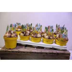 arr8 Narc T Gold Medal