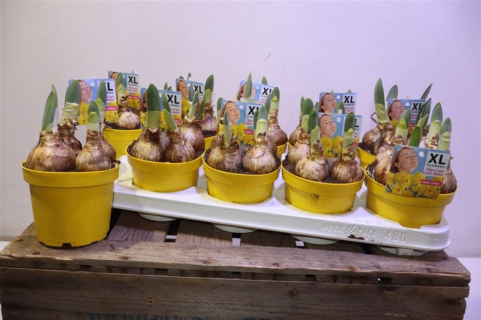 <h4>Narc T Gold Medal</h4>