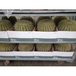 Echinocactus grusonii