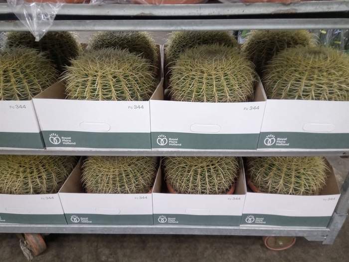 <h4>Echinocactus grusonii</h4>