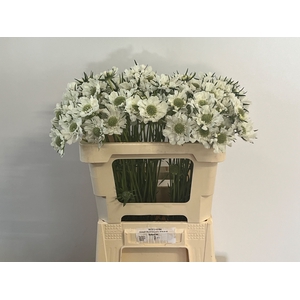 Scabiosa Caucasica IJ Niet