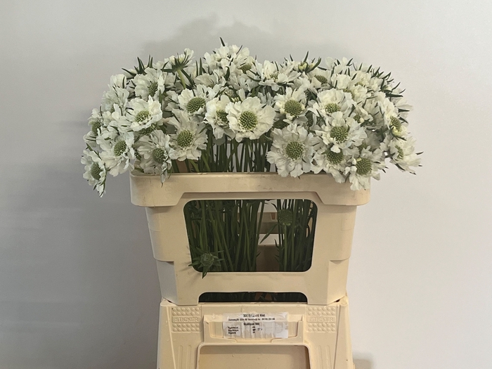 <h4>Scabiosa Caucasica IJ Niet</h4>