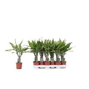 Dracaena Golden Coast, 11 cm pot