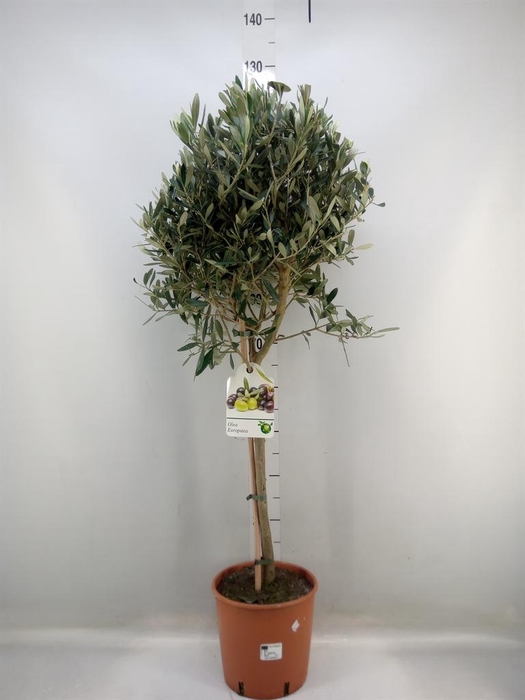 <h4>Olea europaea</h4>