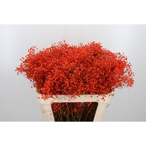 Gyps Kl Bh Oranje