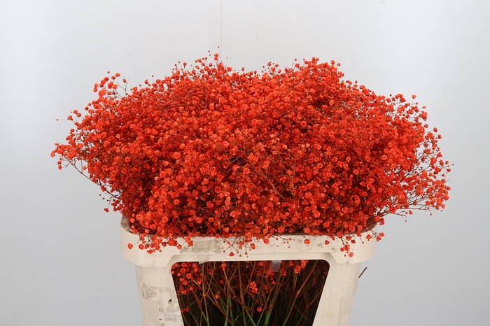 <h4>Gyps Kl Bh Oranje</h4>