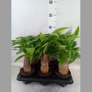 Pachira aquatica