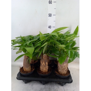 Pachira aquatica