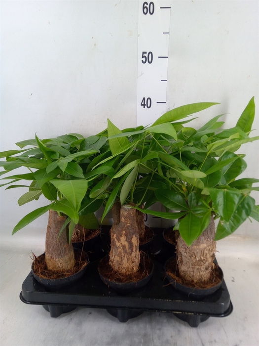 <h4>Pachira aquatica</h4>
