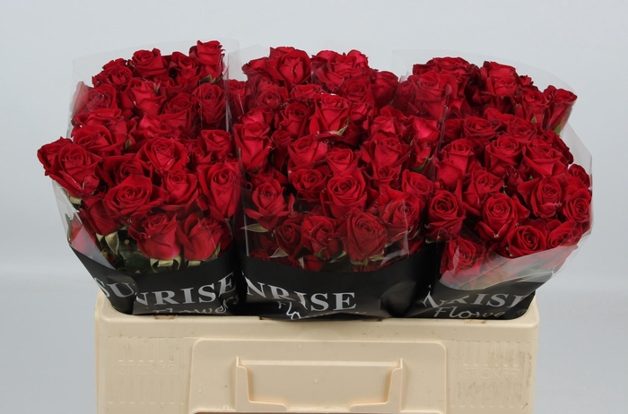 <h4>R TR DOMINICA</h4>