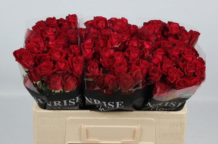 <h4>R TR DOMINICA</h4>