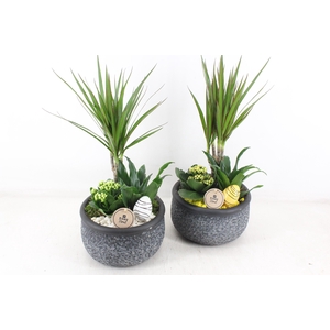 arr2 PL - Ker. barok green dracena - geel/wit