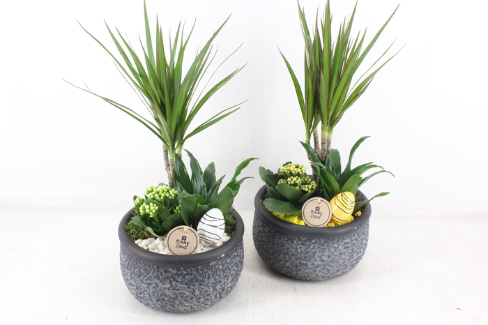 <h4>arr2 PL - Ker. barok green dracena - geel/wit</h4>