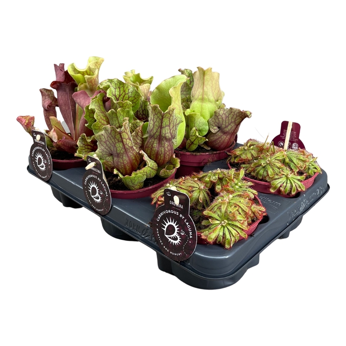 <h4>Vleesetende Planten Gemengd</h4>