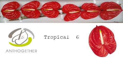 <h4>Anth A Tropical 13 cm X6 Spek Flowers</h4>