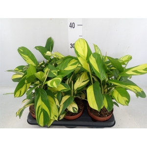 Ctenanthe pilosa 'Mosaic'