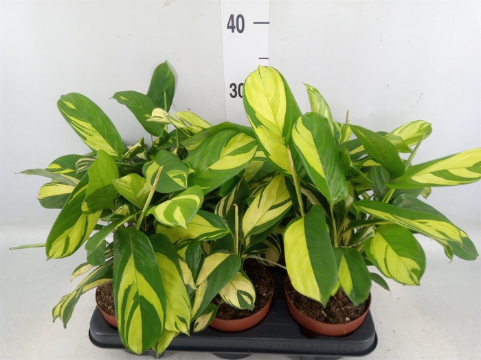 <h4>Ctenanthe pilosa 'Mosaic'</h4>